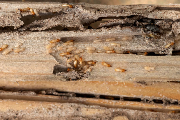 Best Pest Removal Services  in Pahoa, HI