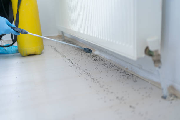 Trusted Pahoa, HI Pest Control Experts